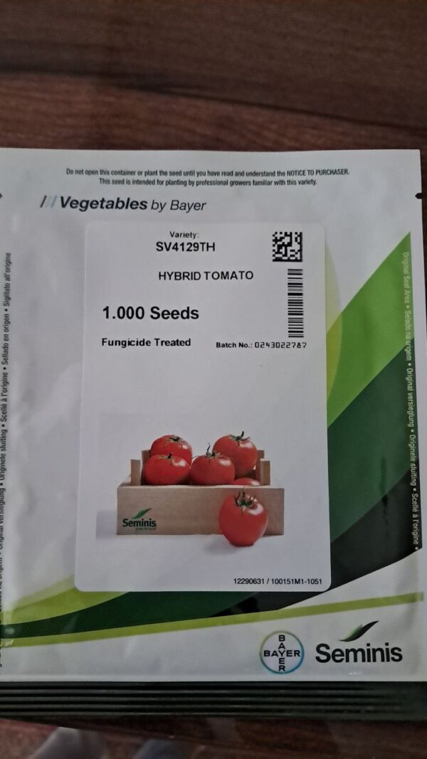 بذر گوجهفرنگی هیبرید SV4129TH برند سمینیس 4129